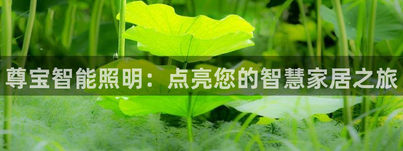 云顶国际软件